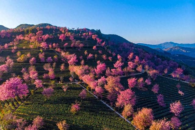 12月居然還有花海，解鎖7個雲南冬天最值得去的地方缩略图