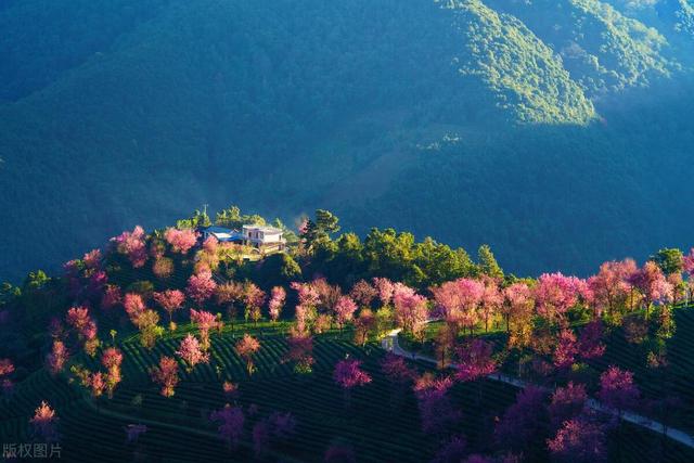 12月居然還有花海，解鎖7個雲南冬天最值得去的地方插图1