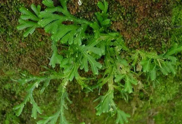 《遮天》不死藥神：葉凡初到北鬥時就吃過，混沌青蓮甚至修成大帝插图15