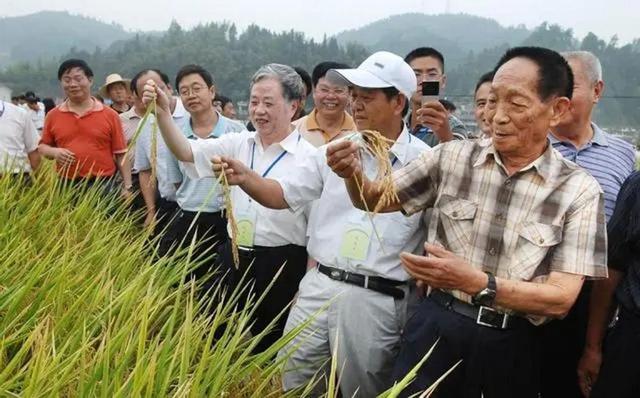 海水稻賣相艷紅，口感很差，為何我國還要花百萬畝土地來種植？插图17