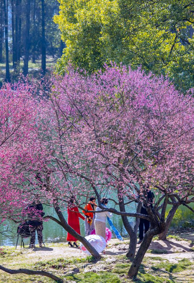 賞梅是武漢人的春節傳統之一！東湖梅園：全球最大的梅花資源圃插图5