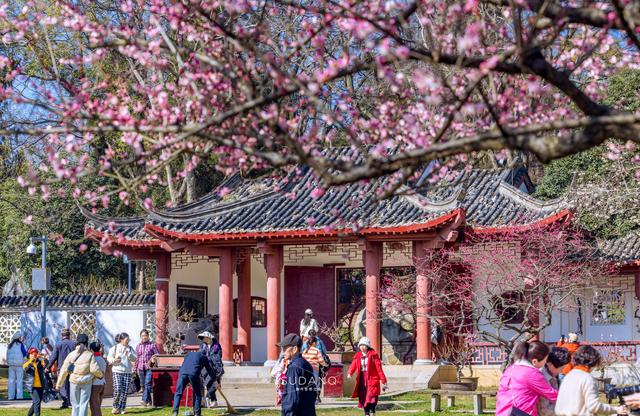 賞梅是武漢人的春節傳統之一！東湖梅園：全球最大的梅花資源圃插图6