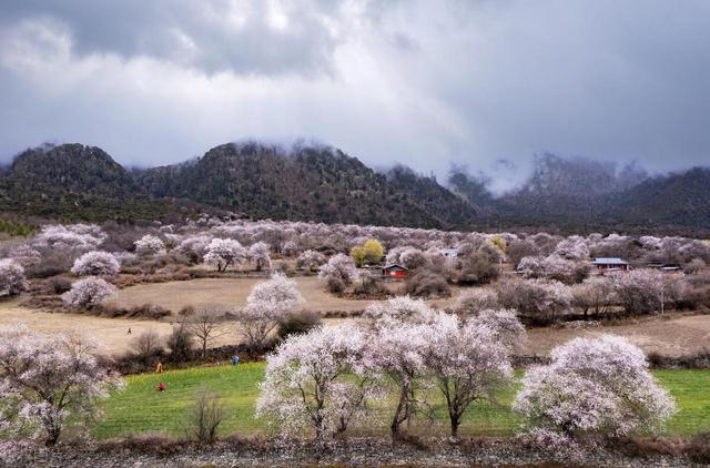 3月最美是哪裡？早春旅行，9個人間花海，進入花花世界插图1