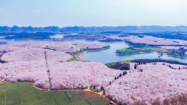 3月最美是哪裡？早春旅行，9個人間花海，進入花花世界插图4