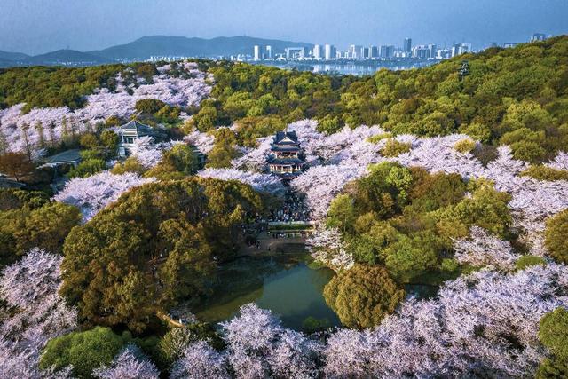 3月最美是哪裡？早春旅行，9個人間花海，進入花花世界插图5