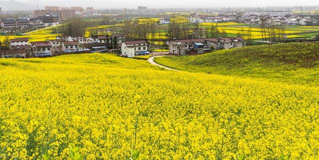 3月最美是哪裡？早春旅行，9個人間花海，進入花花世界插图9