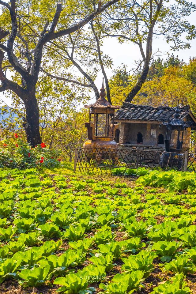 武當山唯一的缺點就是門票貴！深山偶遇隱修老道長，打卡冷門遺址插图14