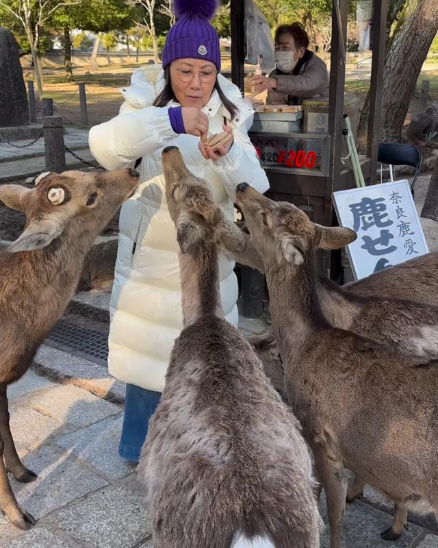 汪明荃日本喂鹿2萬貴價羽絨服被狂咬！77歲羅傢英鉆小洞身手驚人插图1