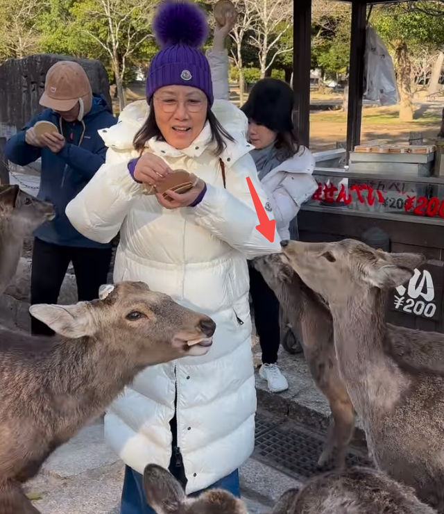 汪明荃日本喂鹿2萬貴價羽絨服被狂咬！77歲羅傢英鉆小洞身手驚人插图2