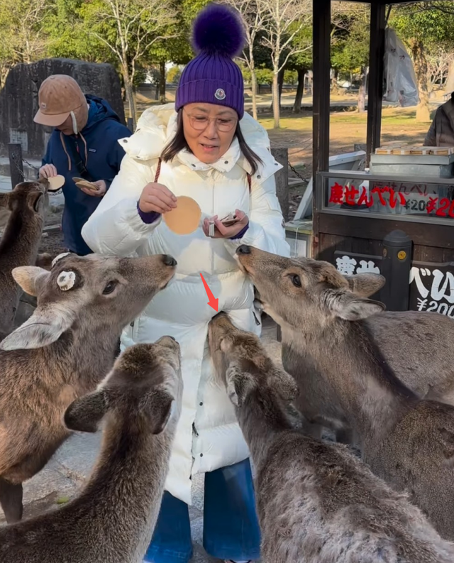 汪明荃日本喂鹿2萬貴價羽絨服被狂咬！77歲羅傢英鉆小洞身手驚人插图3