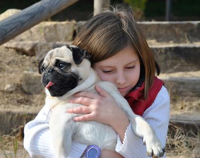 盤點“巴哥犬”7大優點，難怪養過的人，都真香瞭！插图4