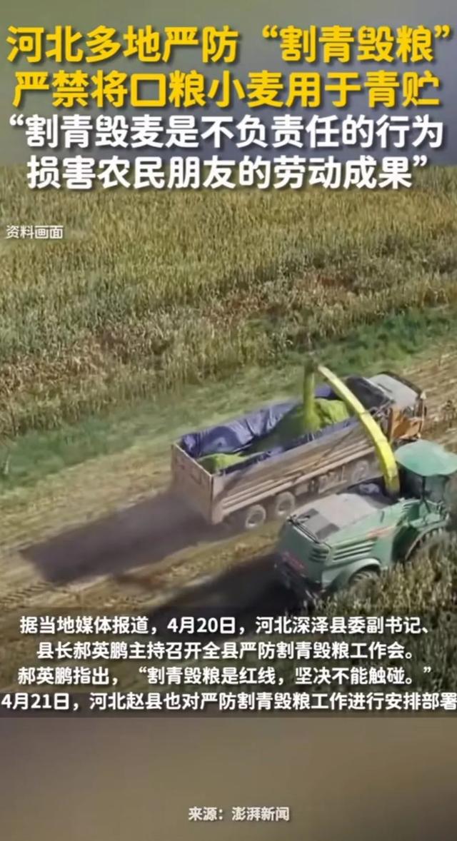 定下來瞭：嚴禁將小麥做青儲飼料，嚴防死守，如發現需上報插图2