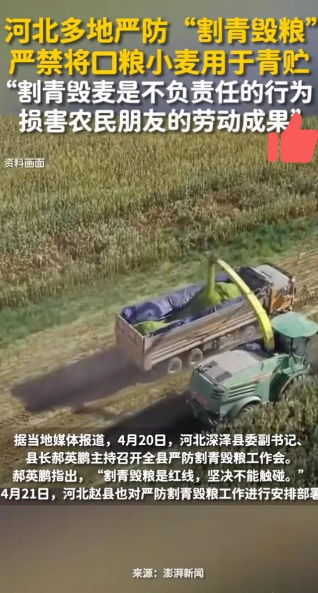 定下來瞭：嚴禁將小麥做青儲飼料，嚴防死守，如發現需上報插图3