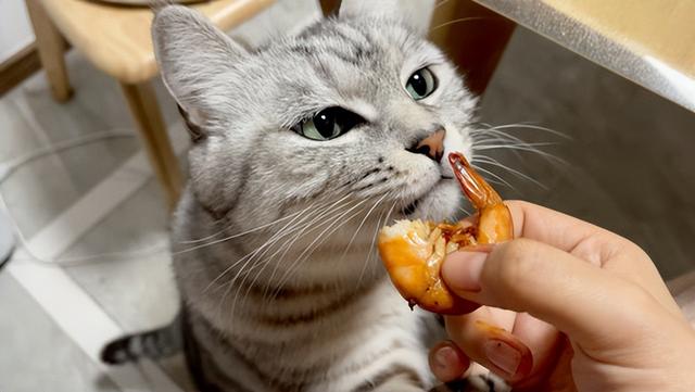 悄悄告訴你，這幾種食物，對你傢貓來說是“人間美味”插图2