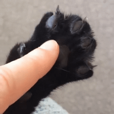 貓咪為啥不讓“摸爪子”？養貓久瞭才懂，有這些原因插图1